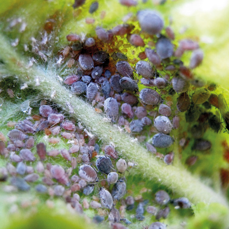 Sipcam per la difesa dell'erba medica